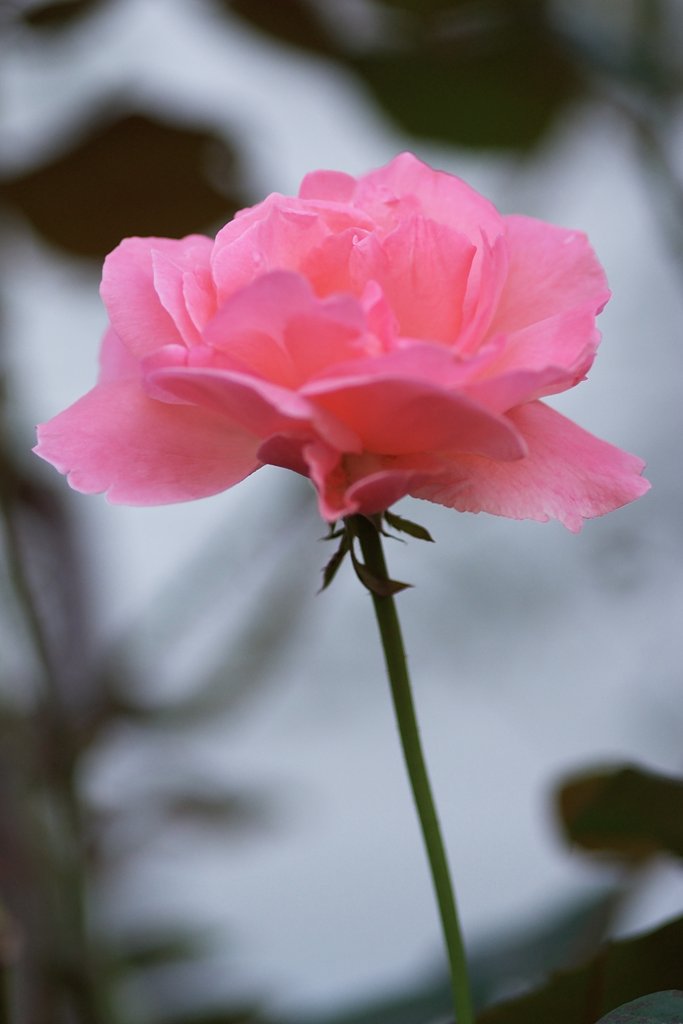 ピンクの薔薇