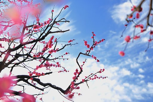 紅梅満開