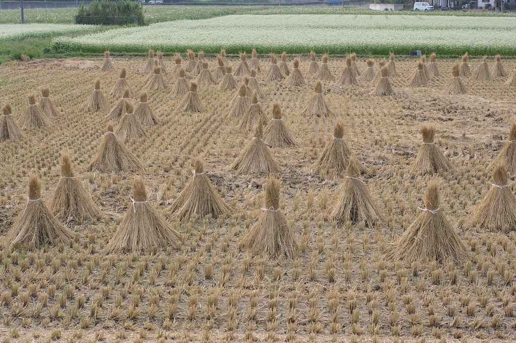 田舎の風景・・・