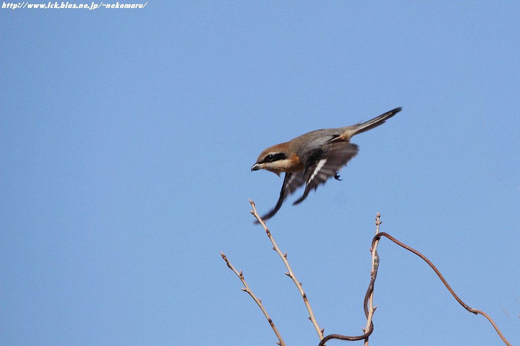 百舌鳥・・飛ぶ