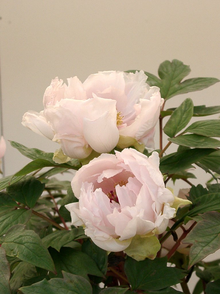 ★冬ボタンの競演-13 御所桜