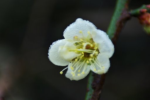 白梅が開花!
