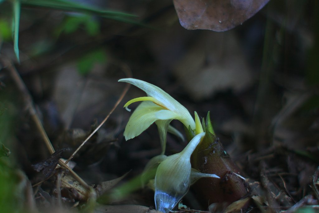 ミョウガの花