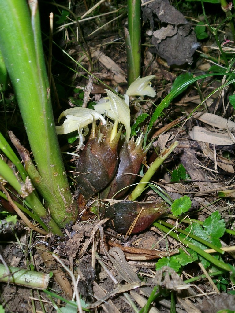 畑に生えたミョウガと花