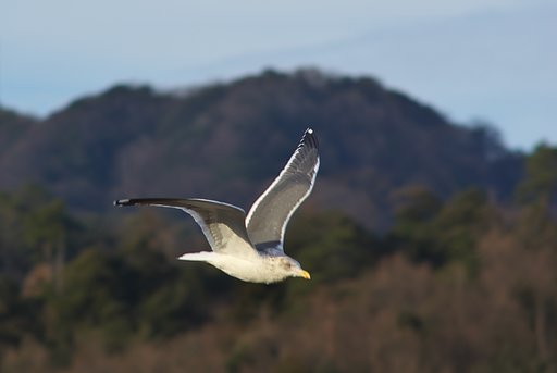 セグロカモメ、頭上旋回!