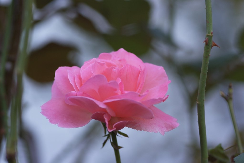 ピンクの薔薇