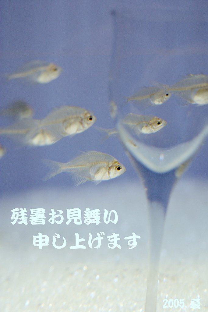 残暑お見舞い