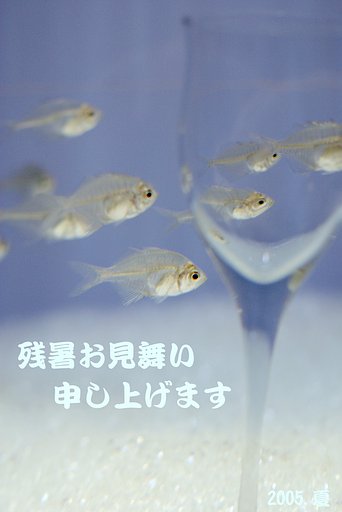 残暑お見舞い