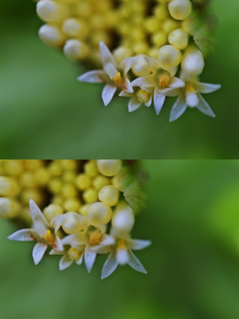 蕗の花はどんな蕊?