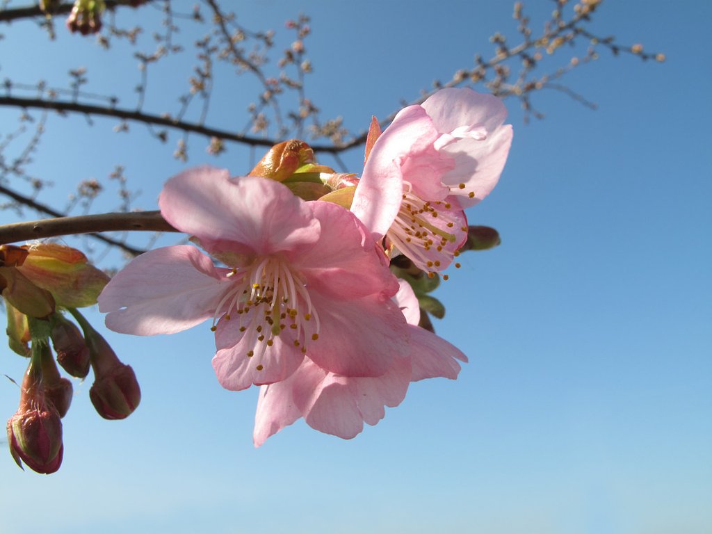 河津桜
