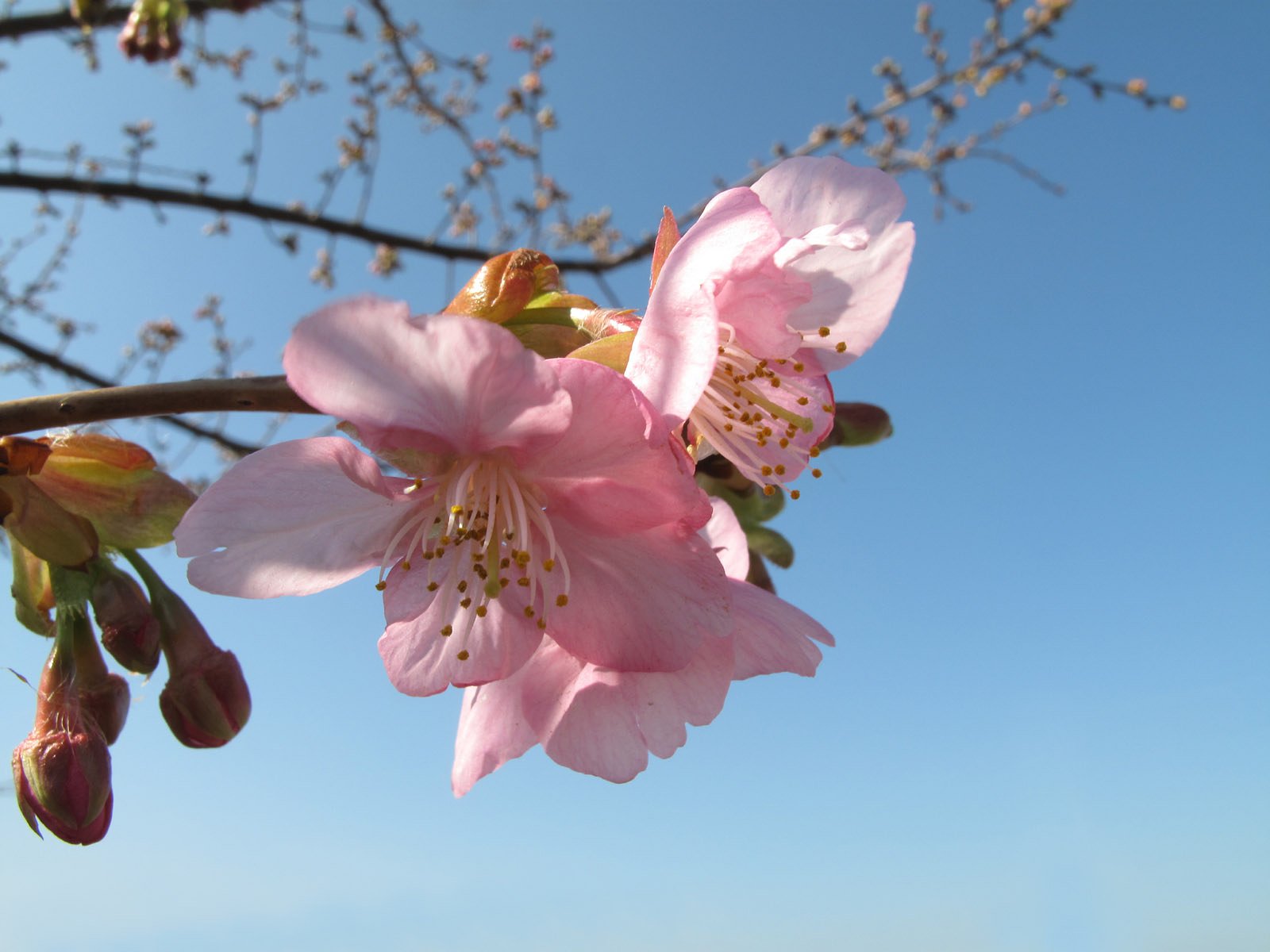 河津桜