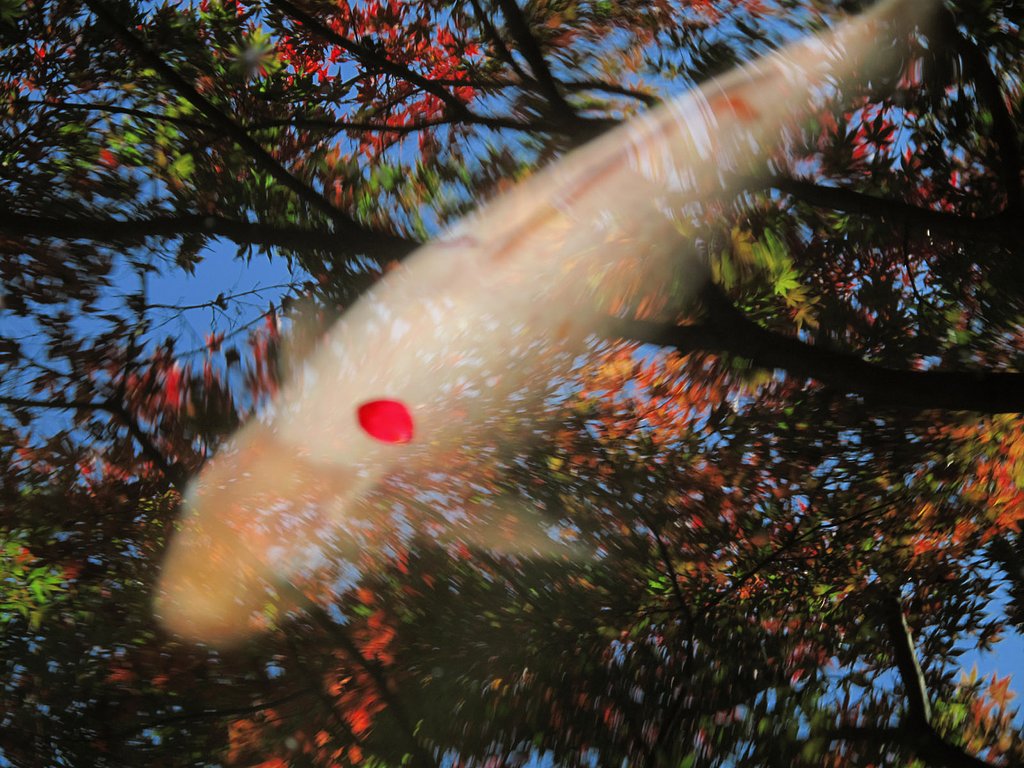 [秋]鯉の秋