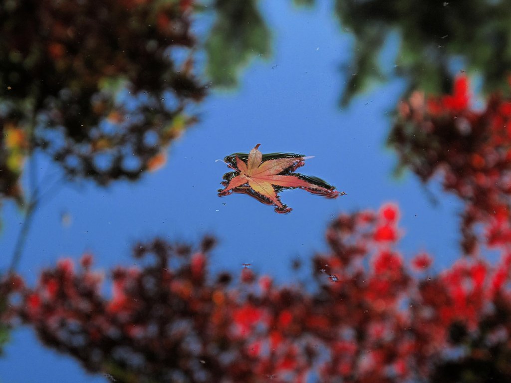 落ち葉