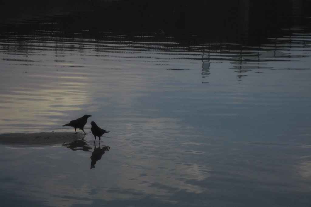 水辺のカラス
