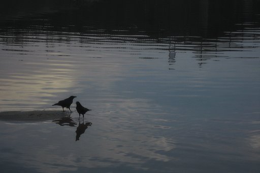 水辺のカラス