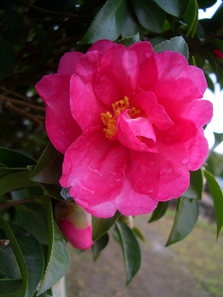 庭の山茶花