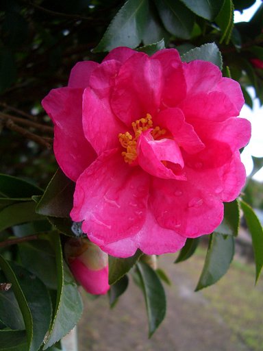 庭の山茶花