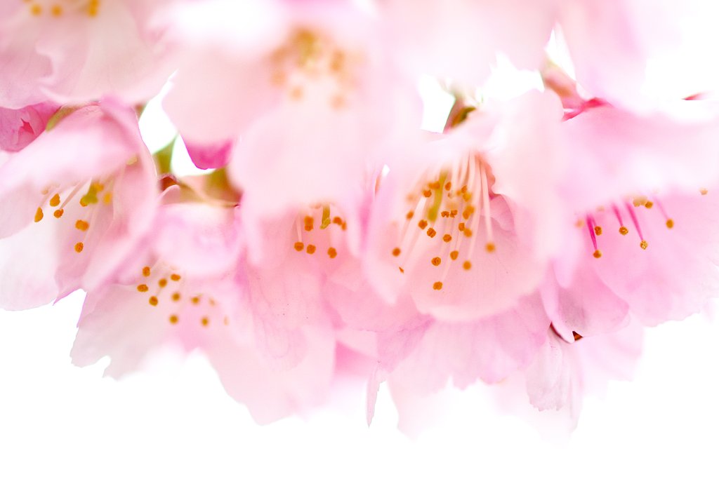 東京の桜