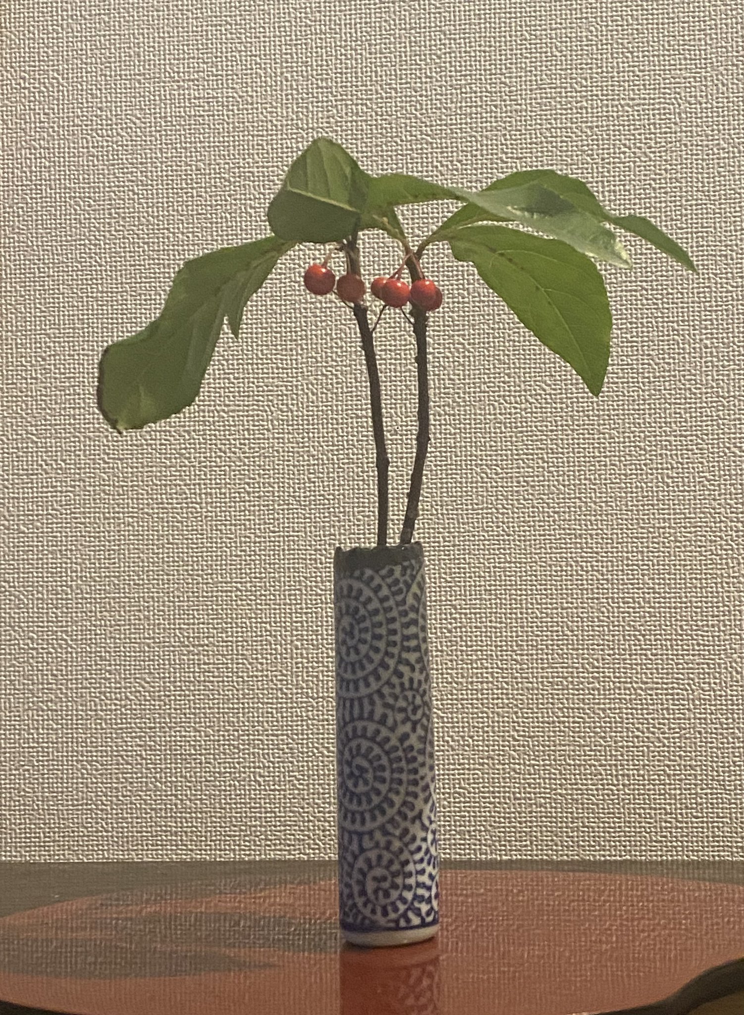 玄関のヤブコウジ