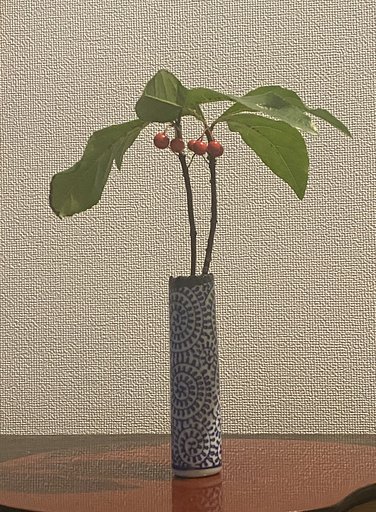玄関のヤブコウジ