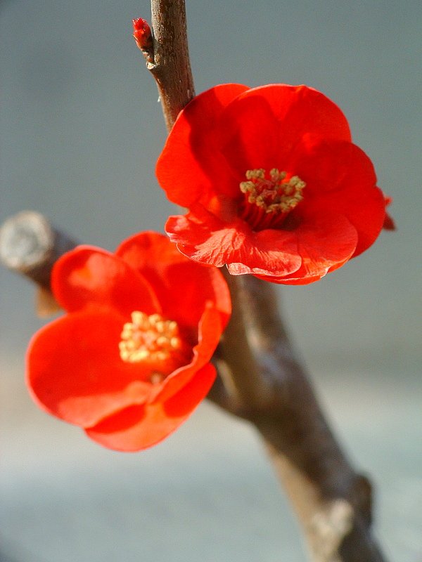 寝ぼけ眼に深紅のボケ