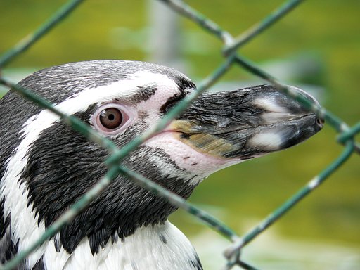 小諸動物園のペンギン