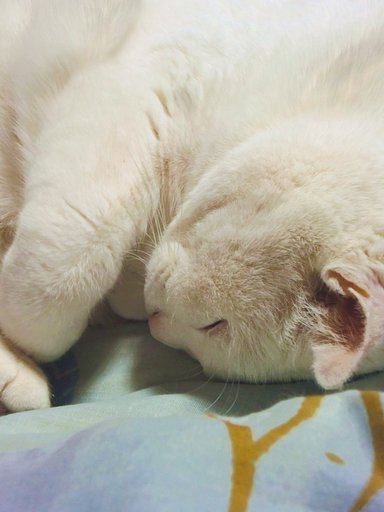 ねこはこたつで