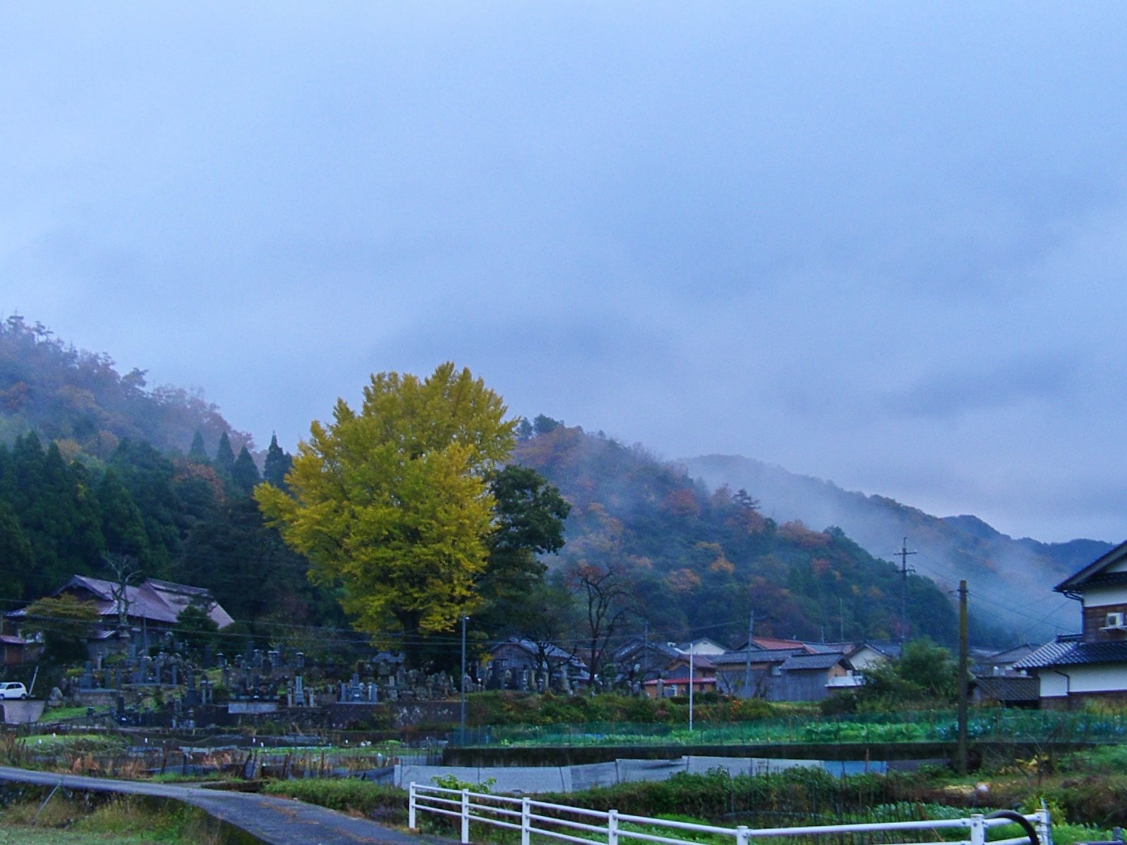 雨上がりの大イチョウ!