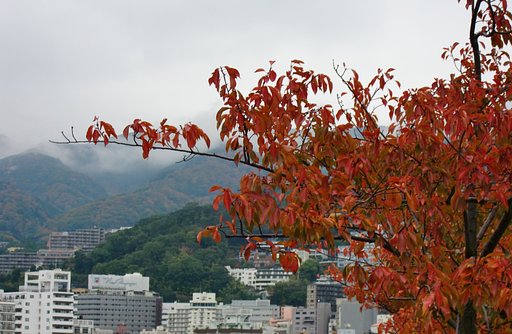 桜紅葉