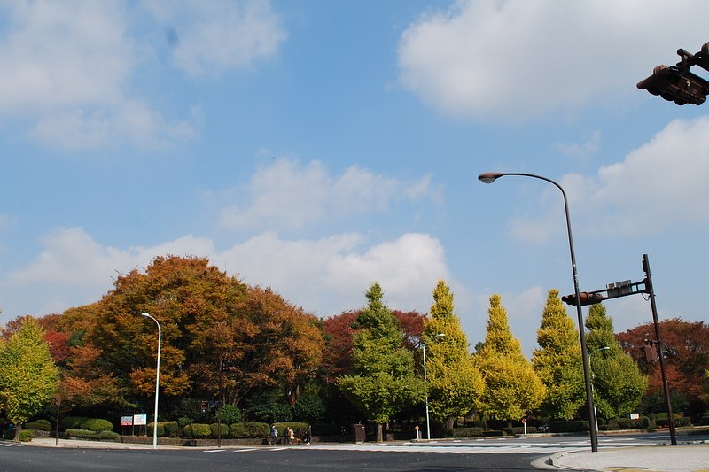 国会議事堂前の紅葉