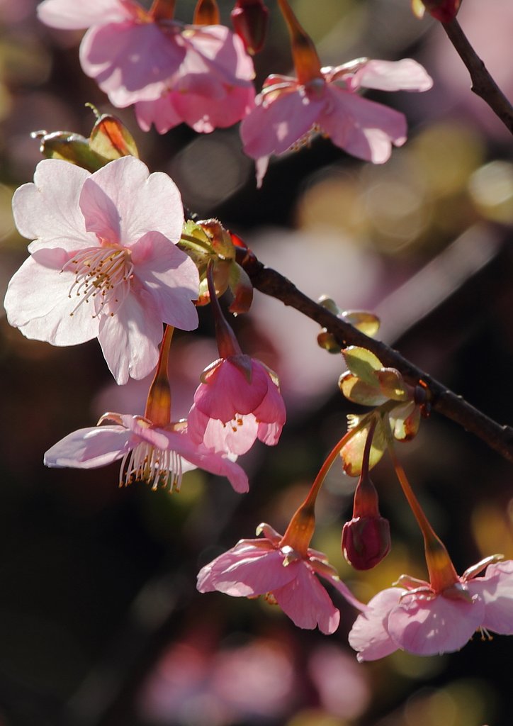 桜花