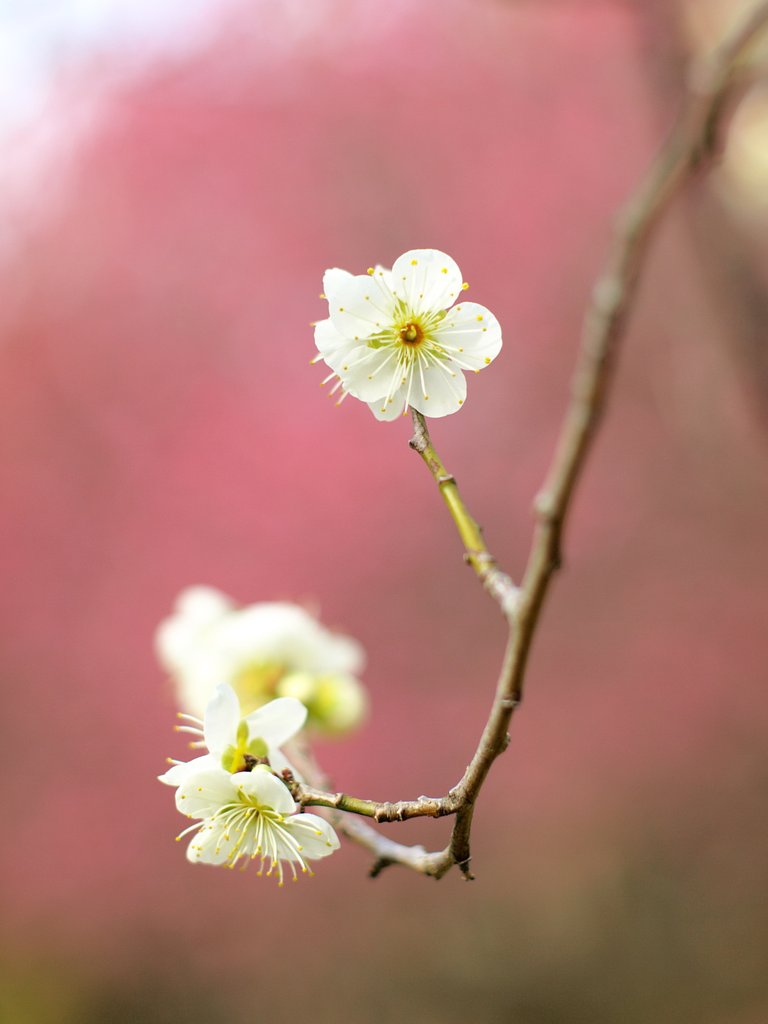 白は来週くらいかな…