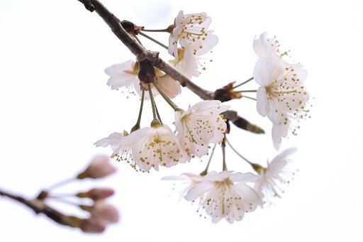 東京の桜