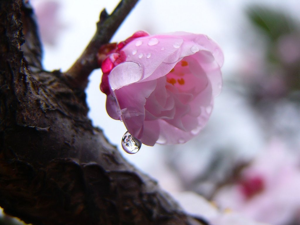 雨上がりの紅梅ちゃん