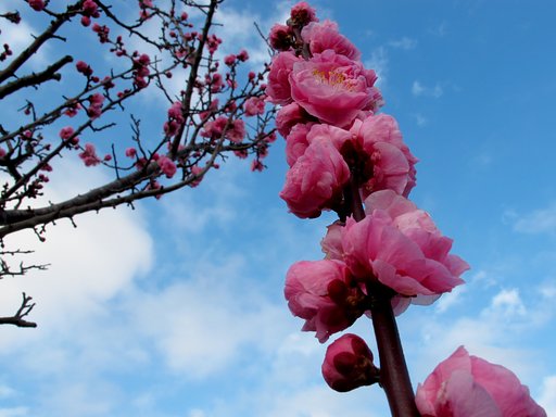 久々の青空／桃の花