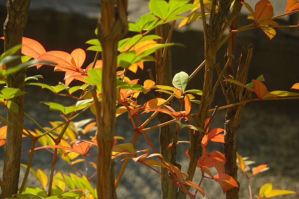 ささやかな【秋】