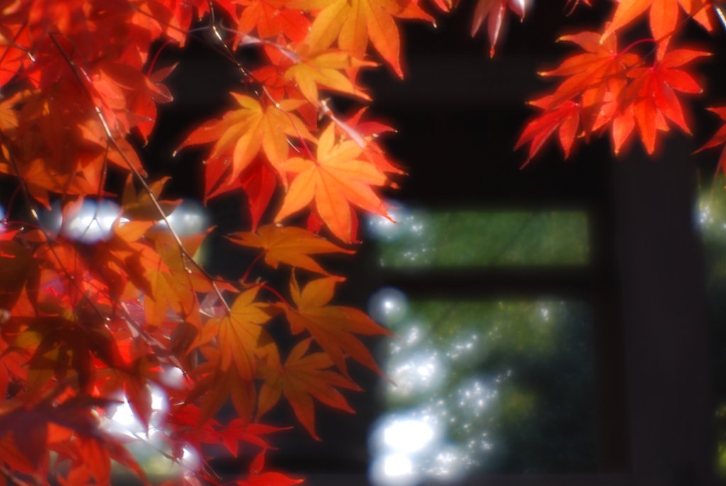 豪徳寺紅葉速報（11/21）