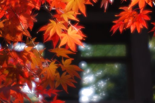 豪徳寺紅葉速報（11/21）