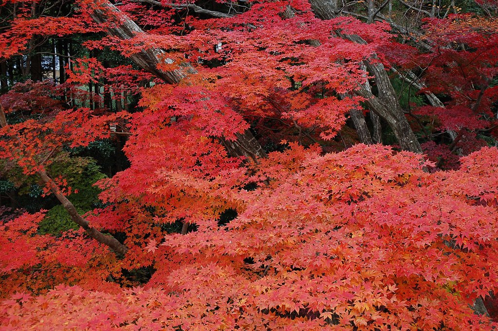 紅葉