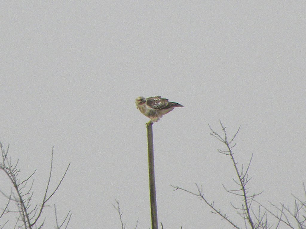 ノスリ？