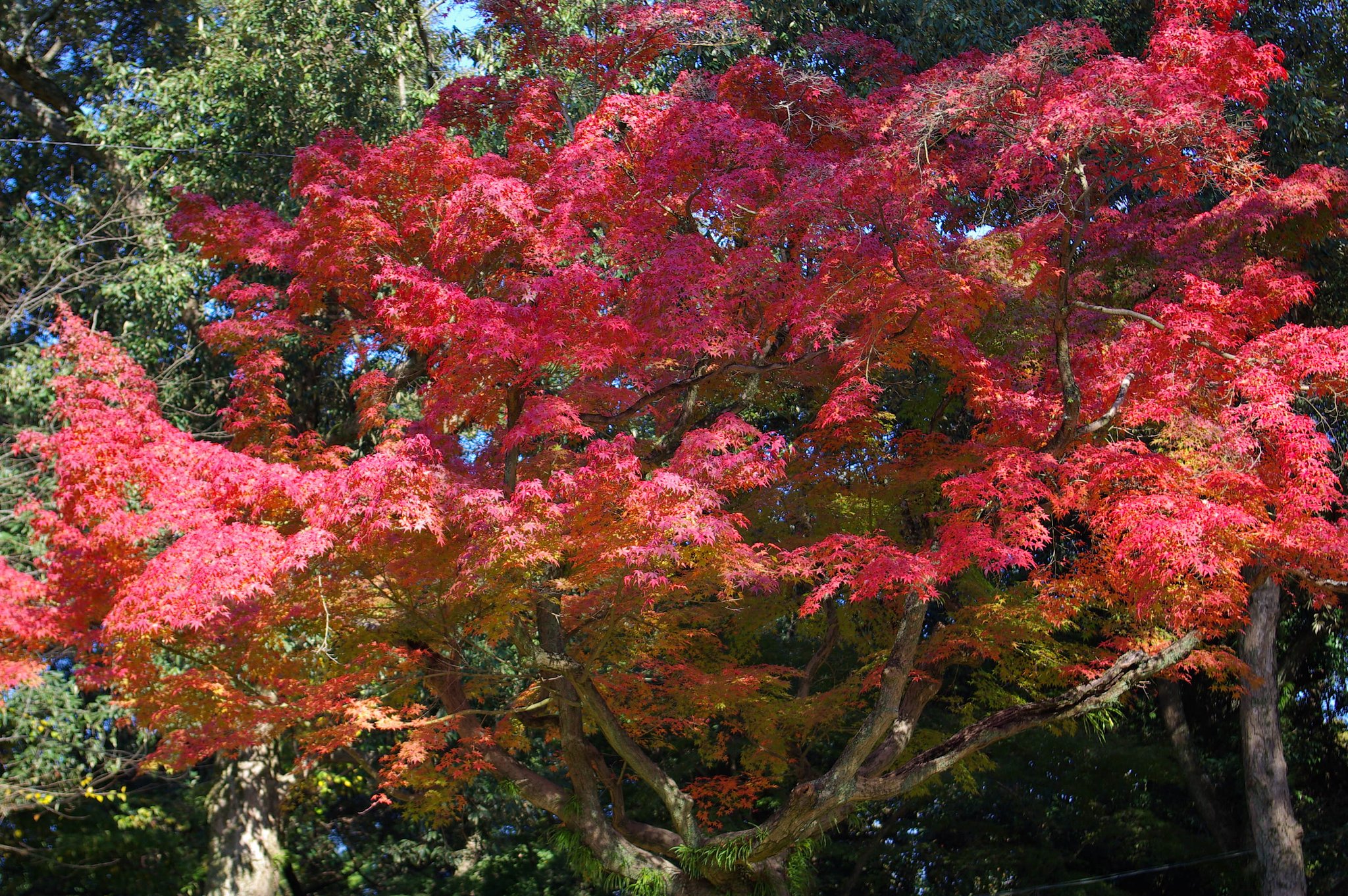 紅葉な季節の中で〜