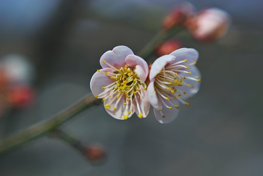 紅梅二連咲き