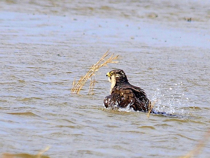 ハヤブサの水浴び
