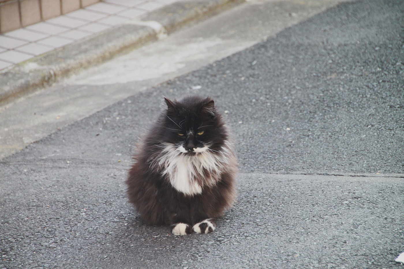 だるまさん