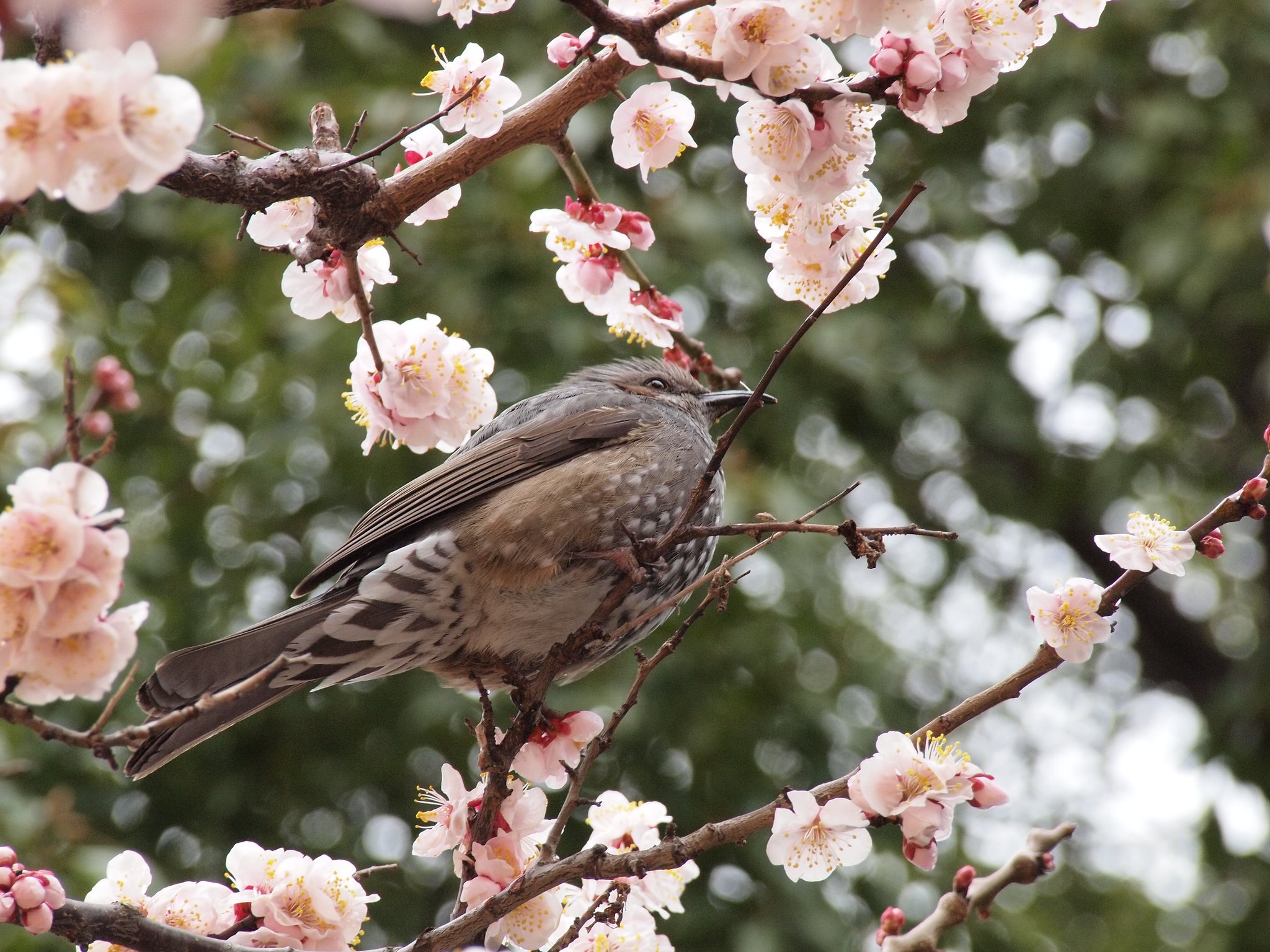 春に紛れて