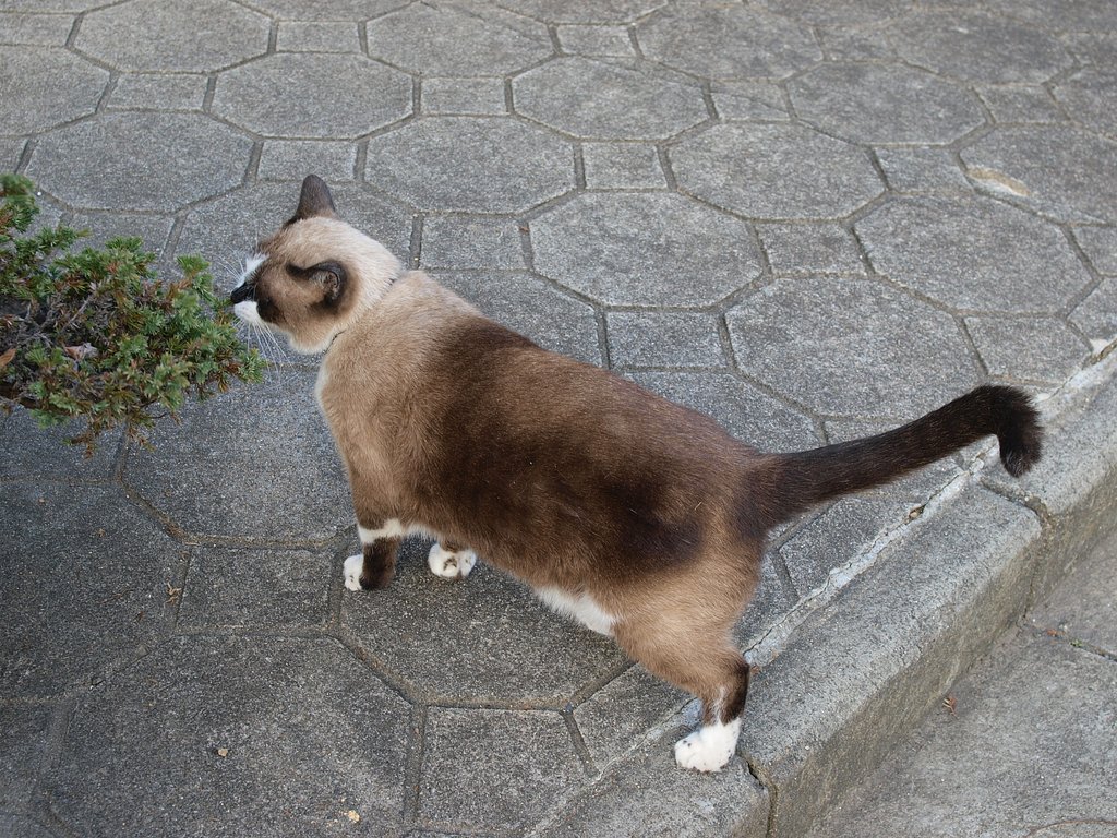 シャイな【猫】