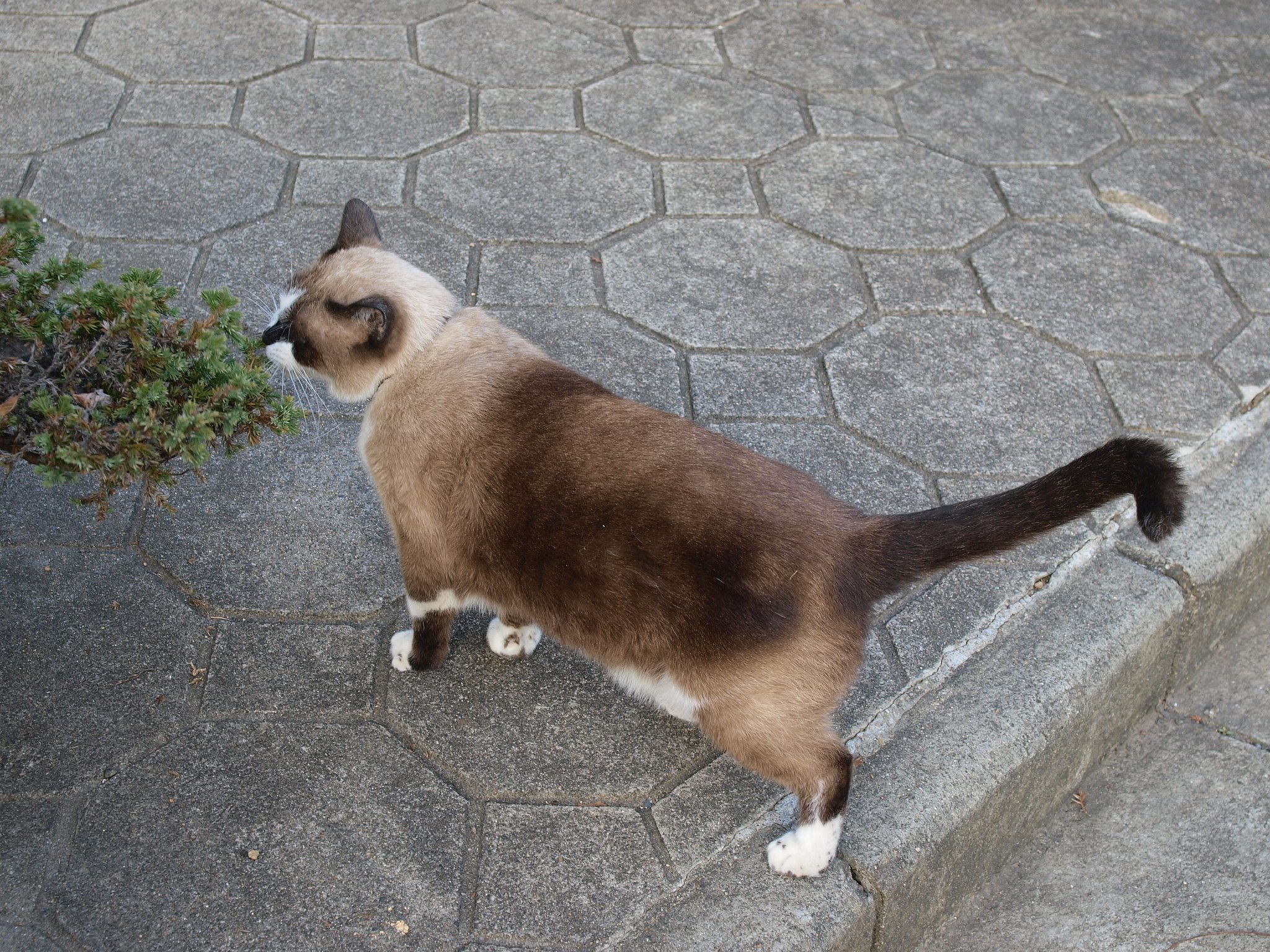 シャイな【猫】