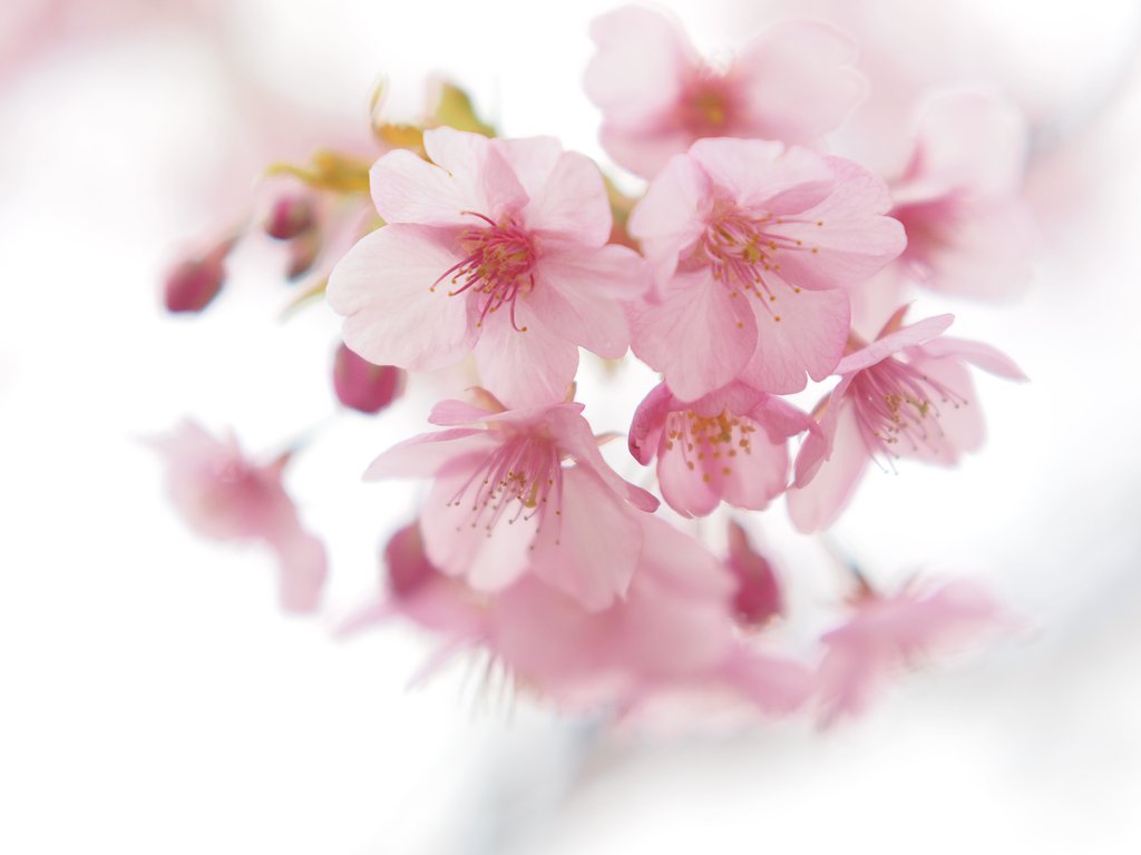河津桜