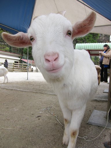 何かなあ？