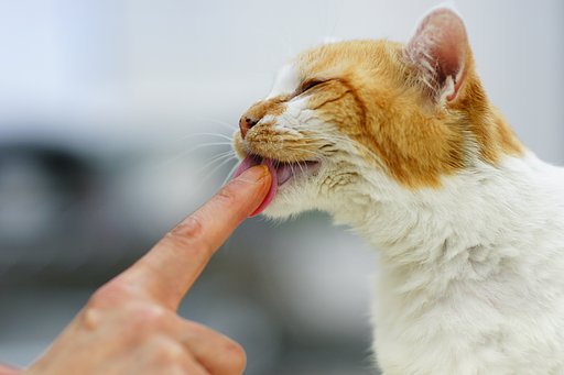 【猫】 きなこ